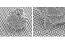 3D culture plates 3D culture plates