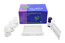 ELISA Anticuerpos Covid-19