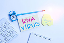 RNA SARS-CoV-2