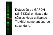 TidyBlot