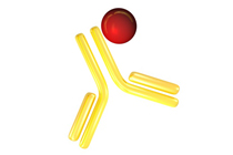 Conjugacin de anticuerpos