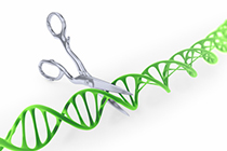 Clonaje y amplificacin de libreras de gRNA para CRISPR-Cas9