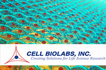 🧬 Ensayos de migracin, invasin y adhesin celular
