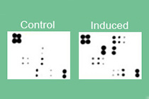 -25% en arrays de anticuerpos en membrana