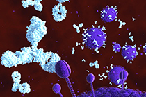 Anlisis cuantitativo de anticuerpos neutralizantes frente a SARS-CoV-2
