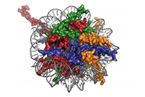 -20% en kits para cuantificar metilaci�n de histonas