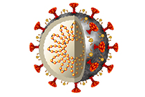 SARS-CoV-2 proteins