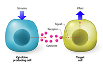 Anlisis de hiper-inflamacin y respuesta inmune por qPCR