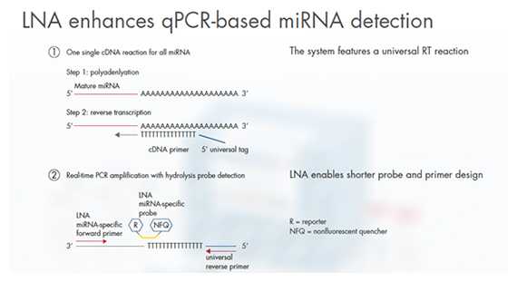 miRNA LNA probes