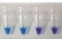 Mycoplasma Mycoplasma