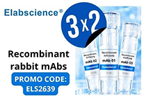 3x2 en anticuerpos recombinantes de Elabscience